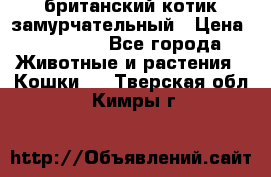 британский котик замурчательный › Цена ­ 12 000 - Все города Животные и растения » Кошки   . Тверская обл.,Кимры г.